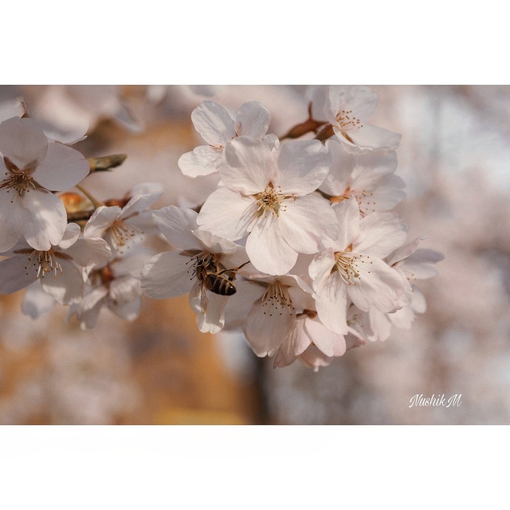 blooming tree by nushikm