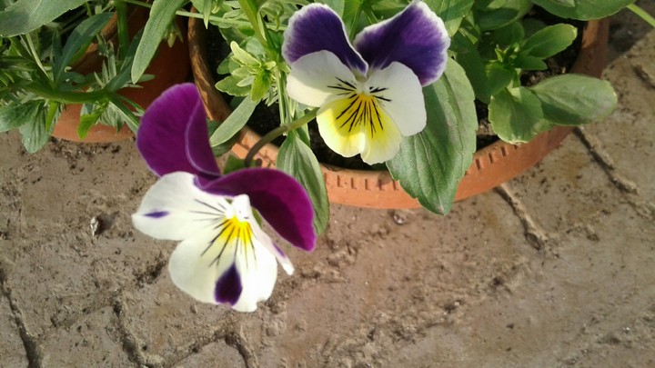 tricolour