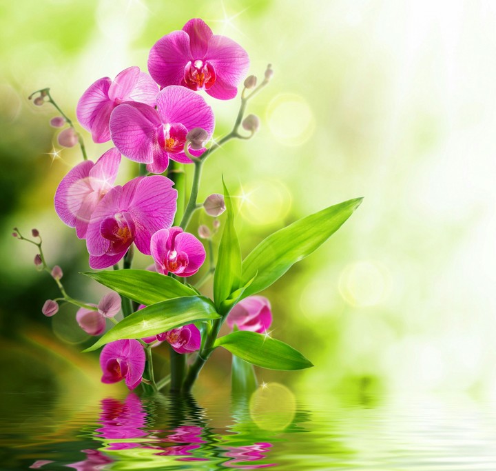 flowers