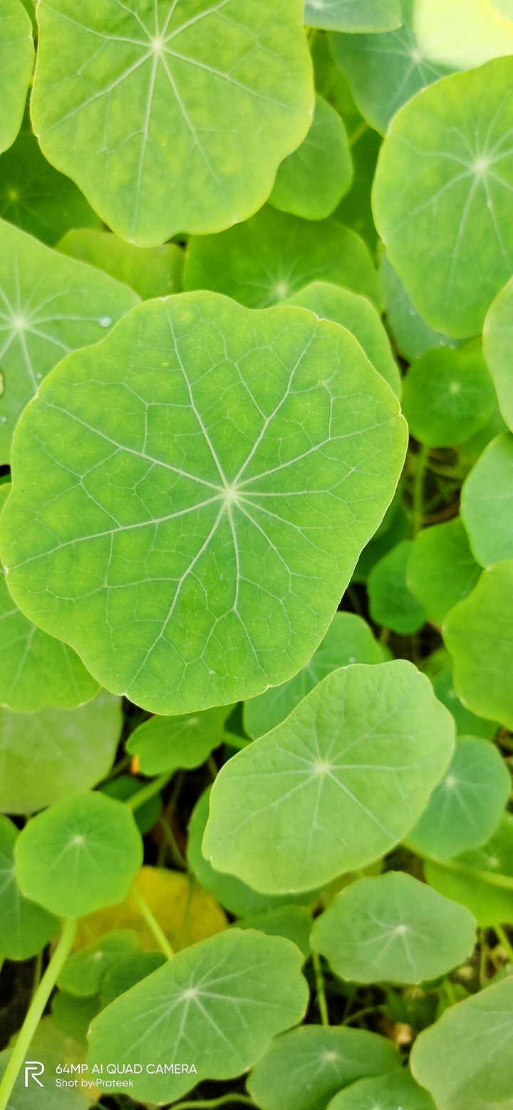 green leafs