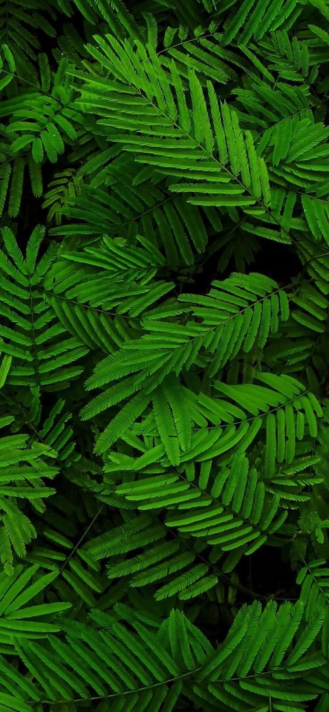 cupressaceae, evergreen壁纸