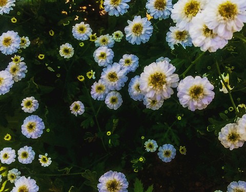 flowers.