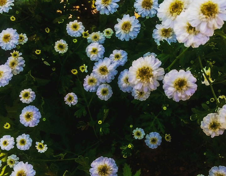 flowers.