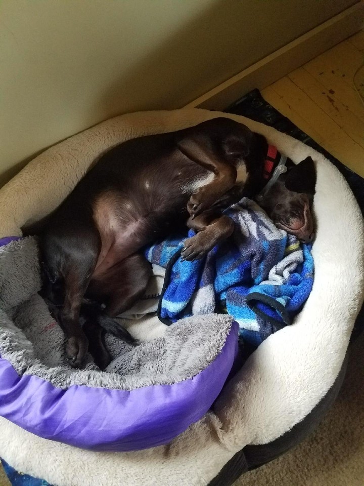 pooped