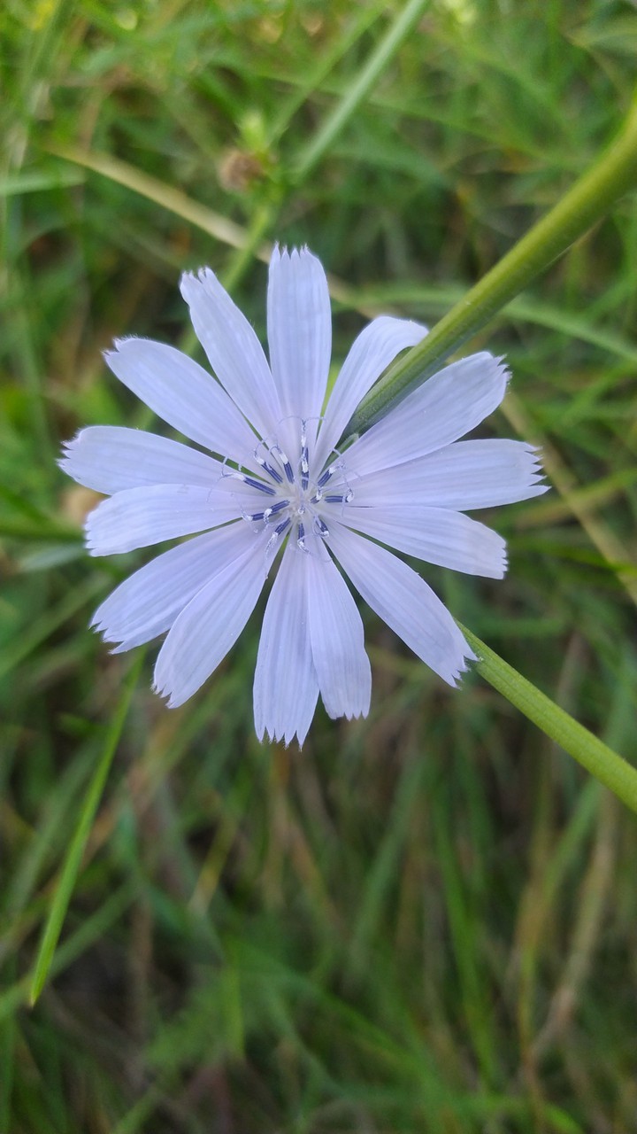 m.flowers