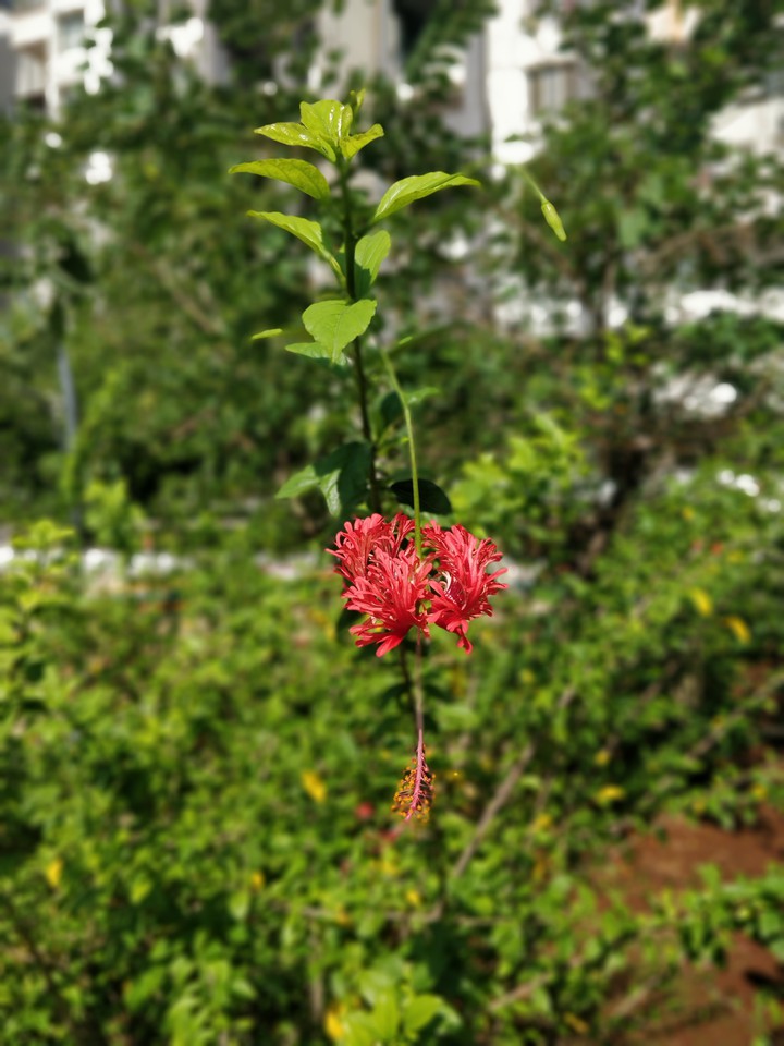 Spider hibiscus
