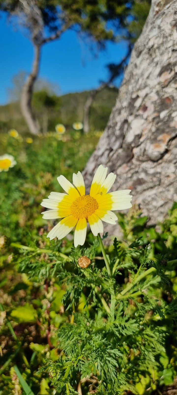 Spring
