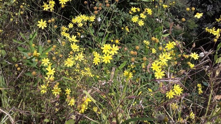 Yellow colony.
