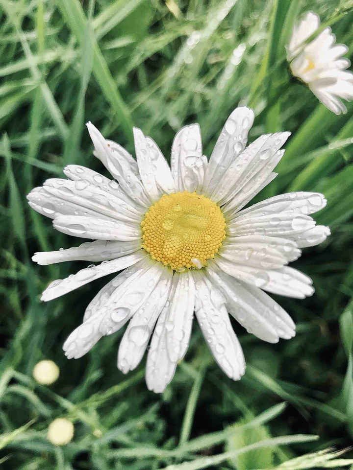chamomile