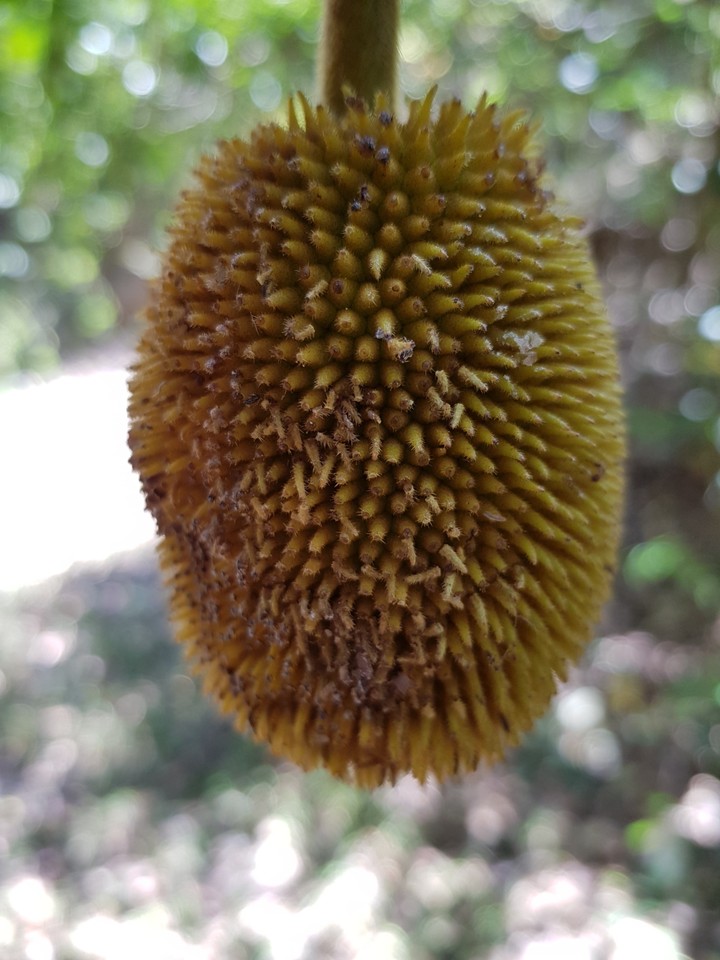 mini pinnu