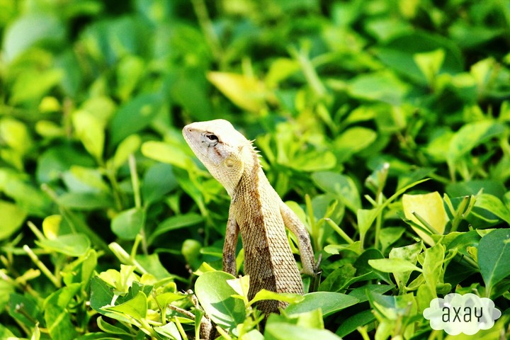 Sunbathe