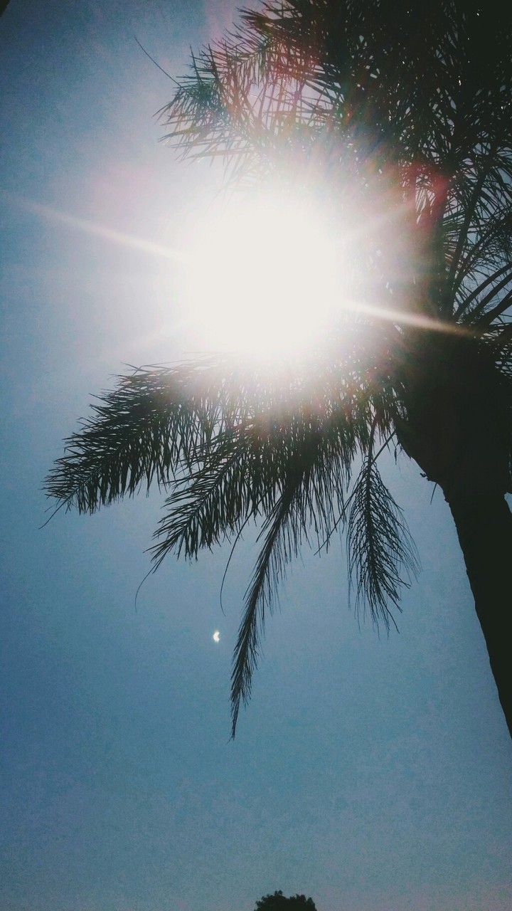 Sun and Palm
