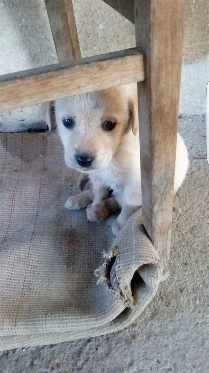 baby dog