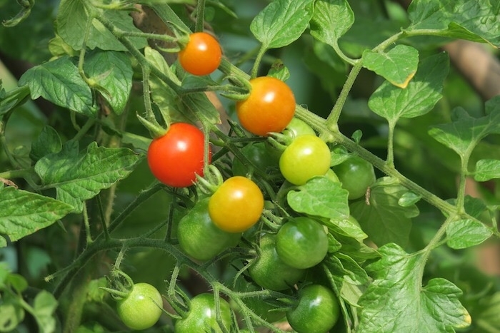 Farm fresh