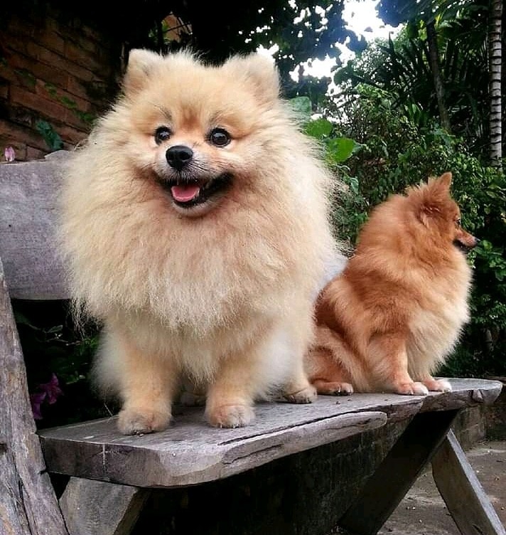 Dogs