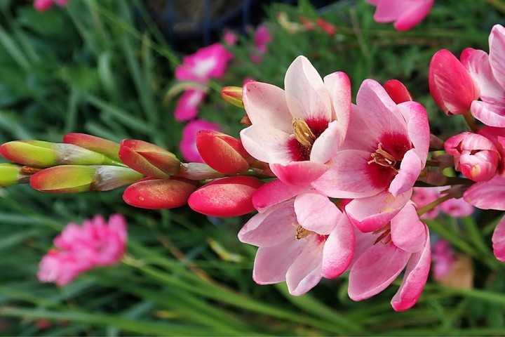 beautiful flowers...