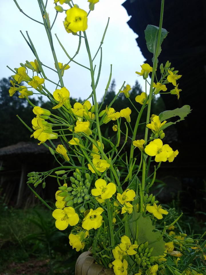 yellow