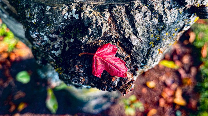 unsplash.com/triquetra