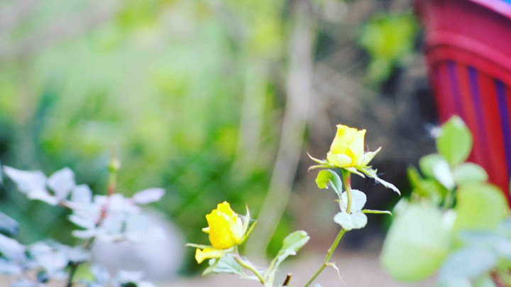Flowers