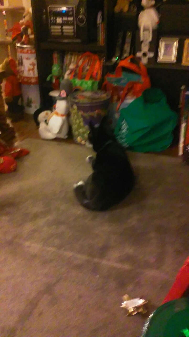 Cristmas time for the dog.