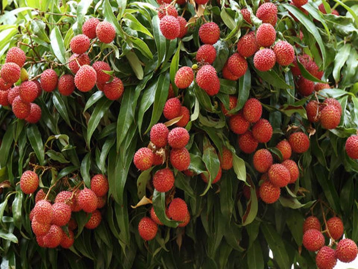 LICHIA
