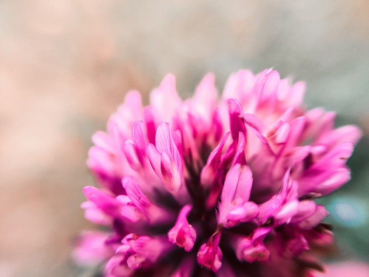 Clover