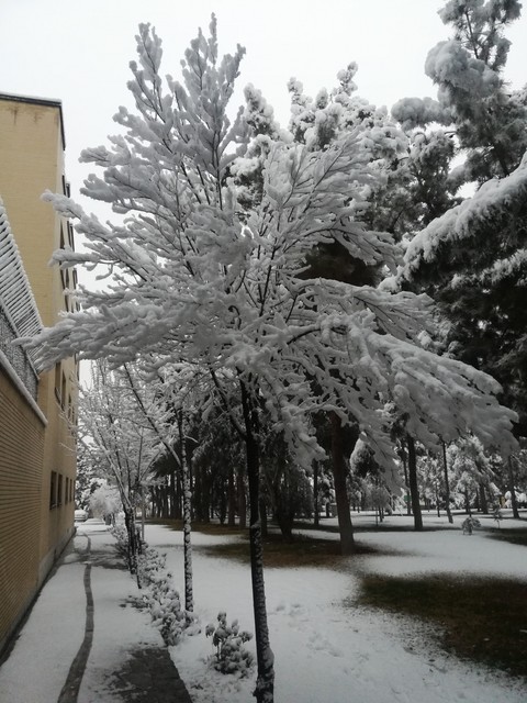 sfondi plant, snow
