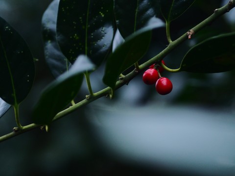 tapety holly, Close-up