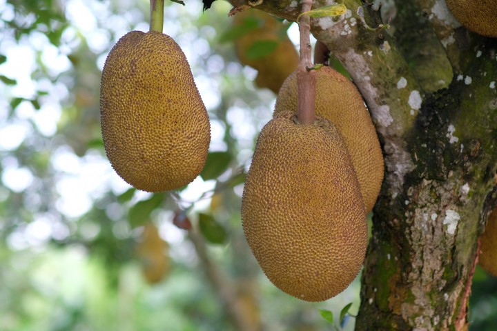 Jackfruit..