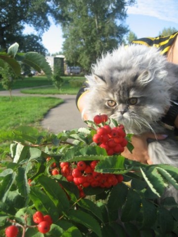 мой кота Зевс