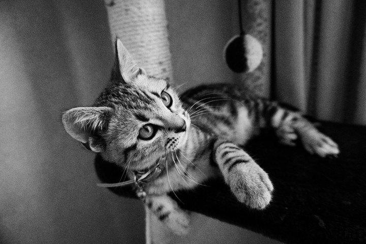 cat
