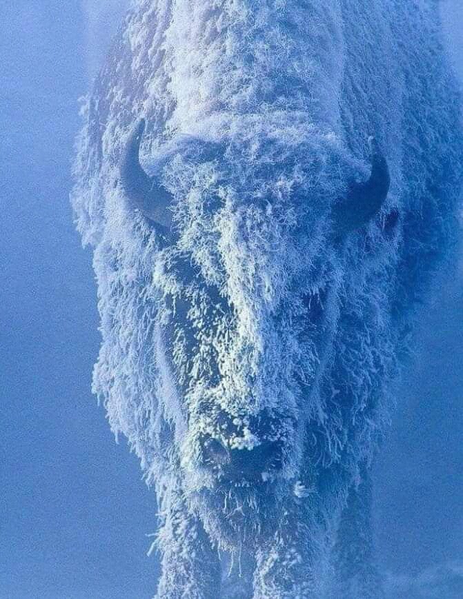snow bull
