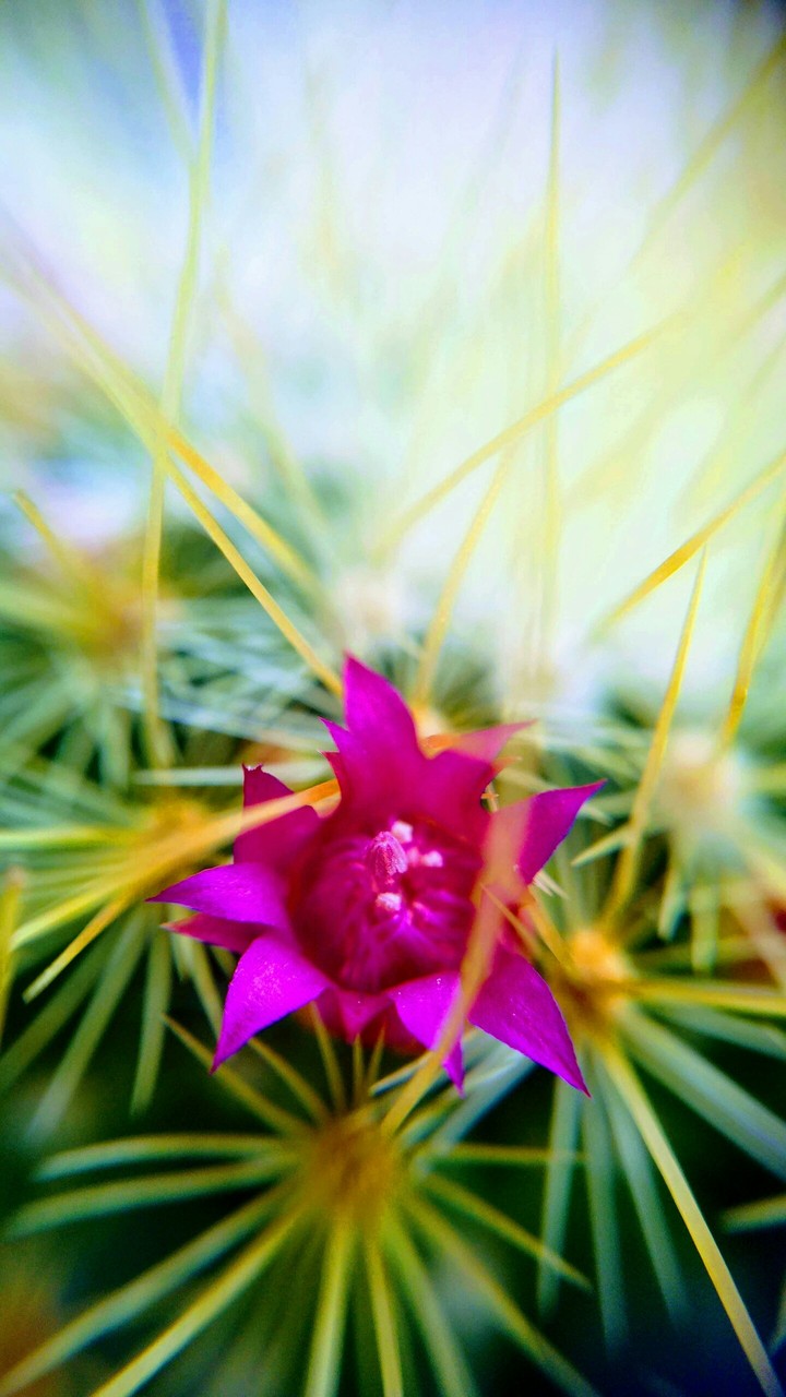 fiori