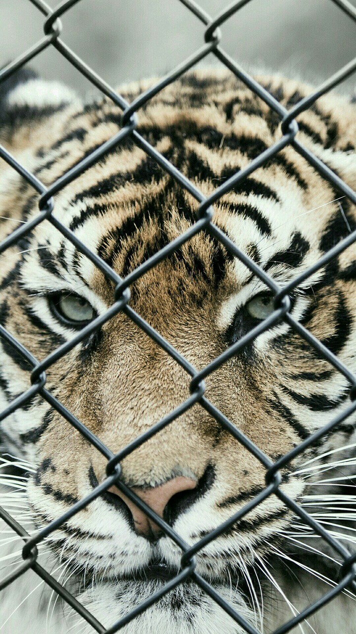 bratan tigr 24/7