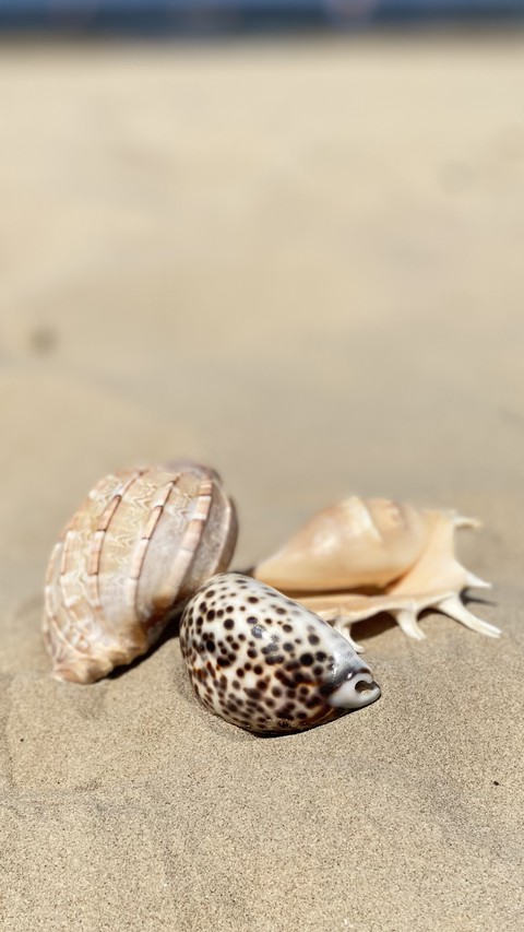 seashells