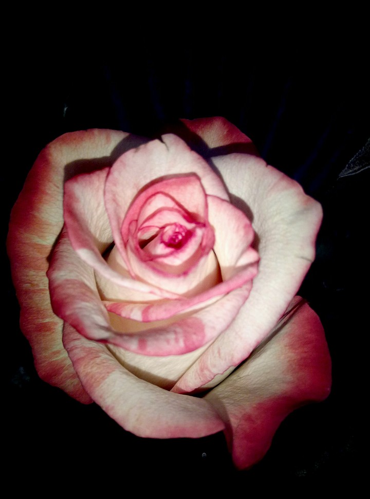 flower is my life