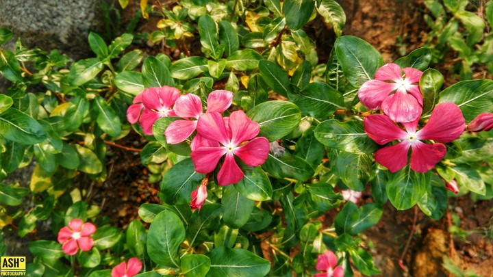 Rose and Pink