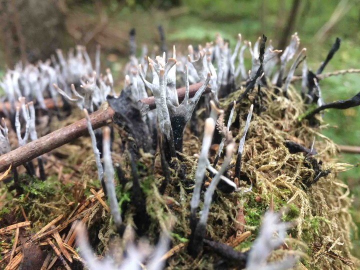 Mushrooms