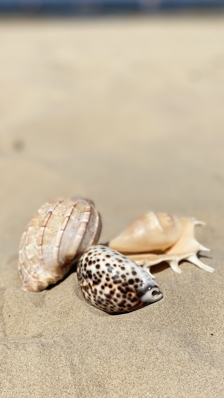 seashells