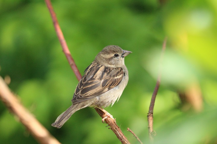 bird