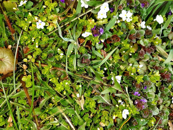 spring