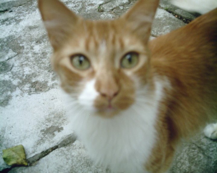 O rei dos gatos