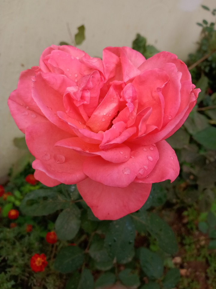 rose
