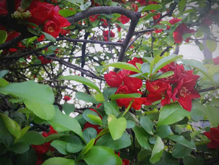 꽃이야
