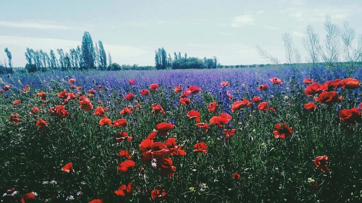 Field
