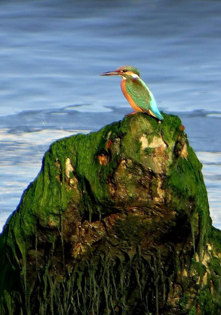 bird of the sun