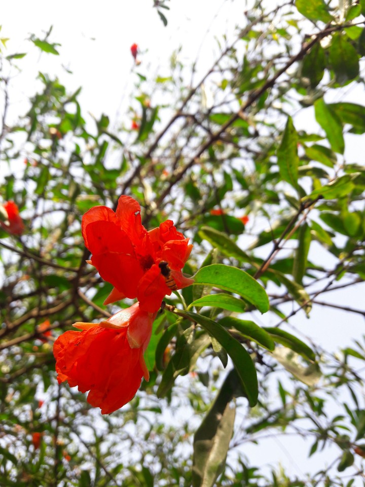 flowers
