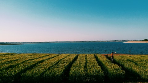 wheat field