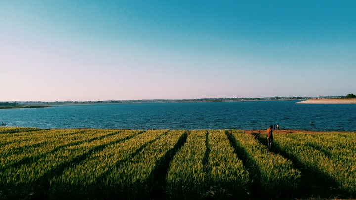 wheat field