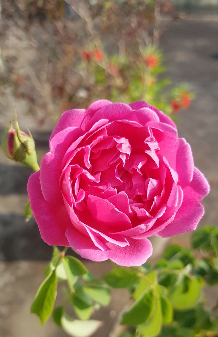 ROSE